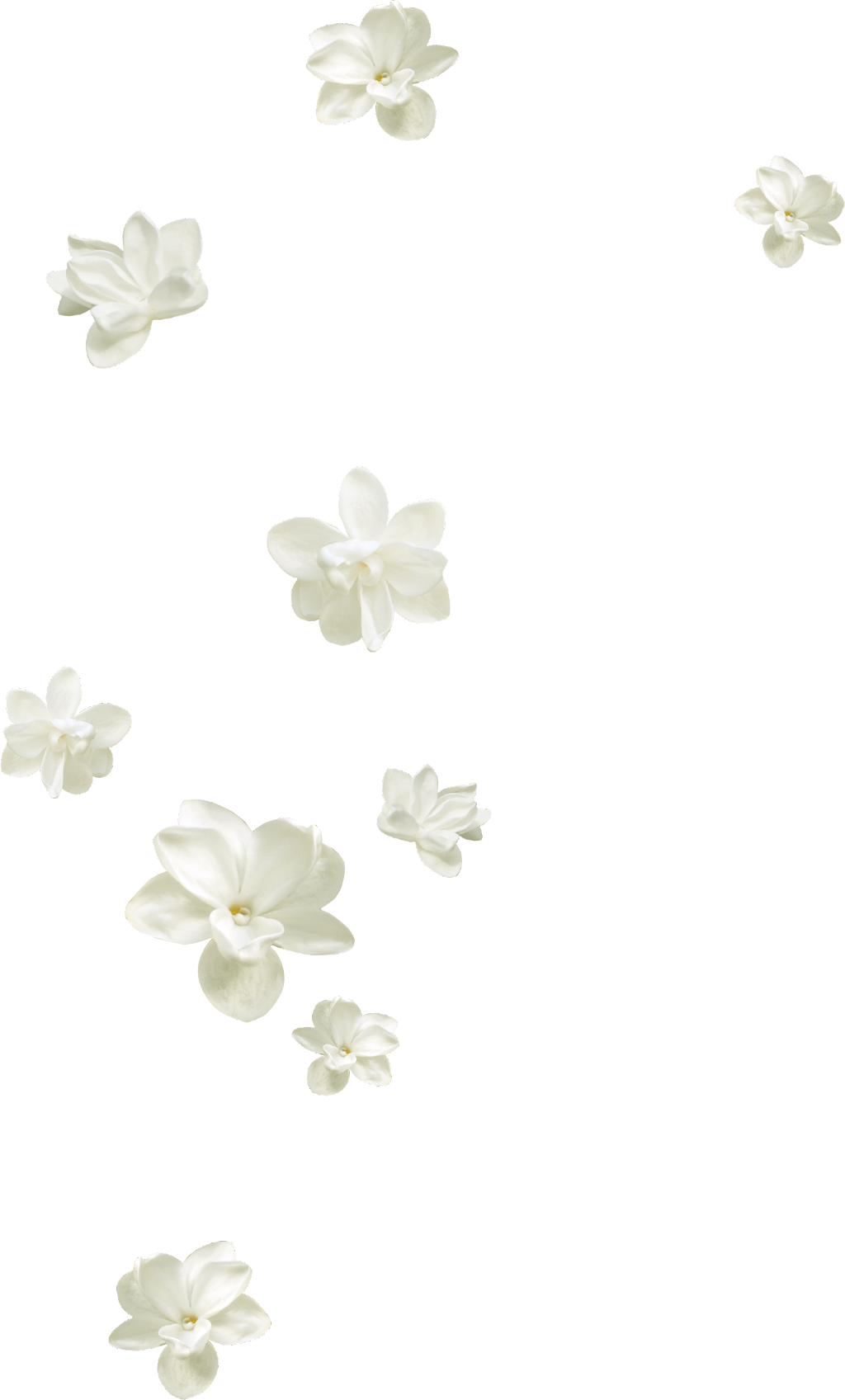 Floating Jasmine Flowers Pattern PNG