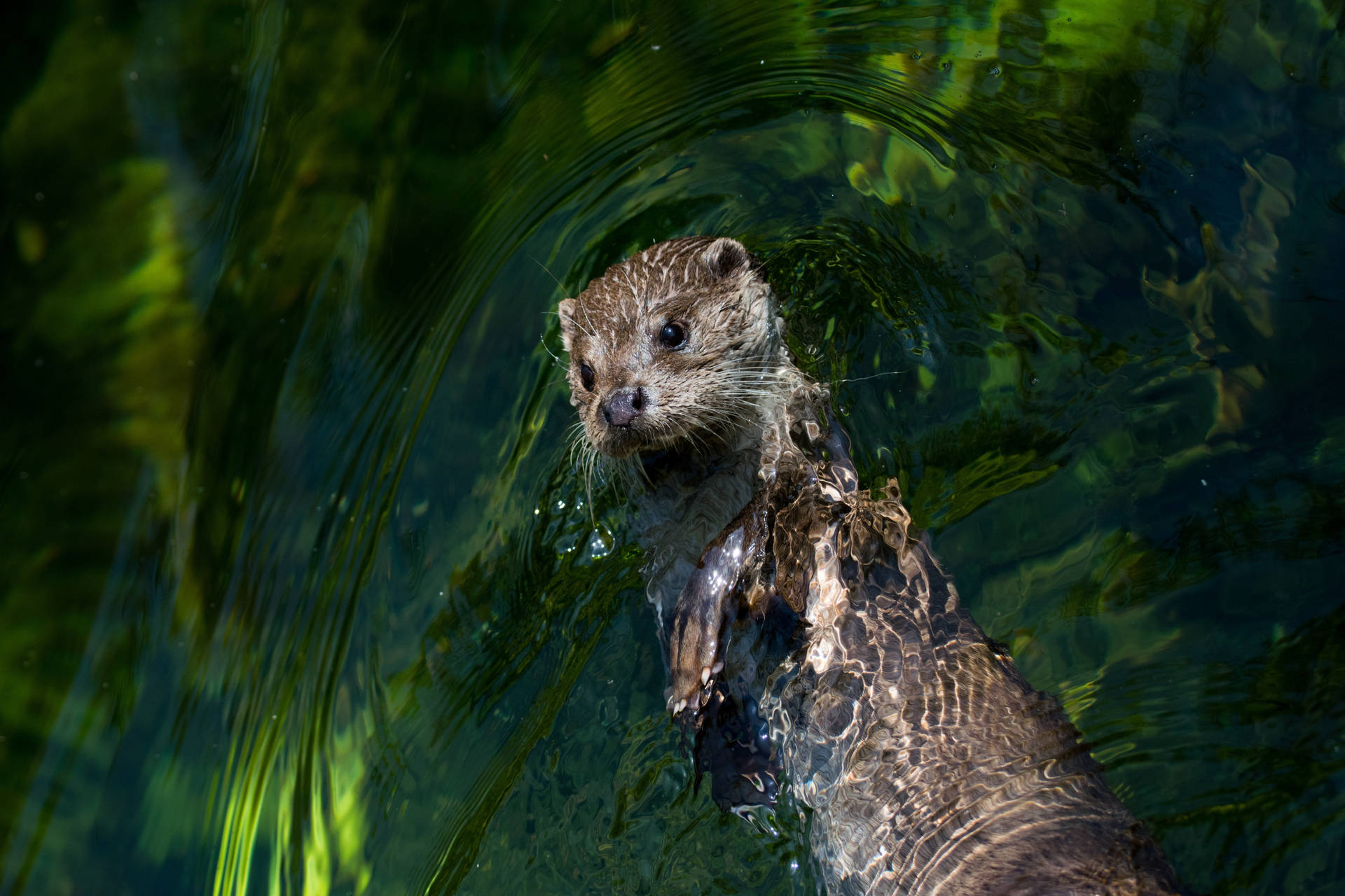 Floating Otter Wallpaper