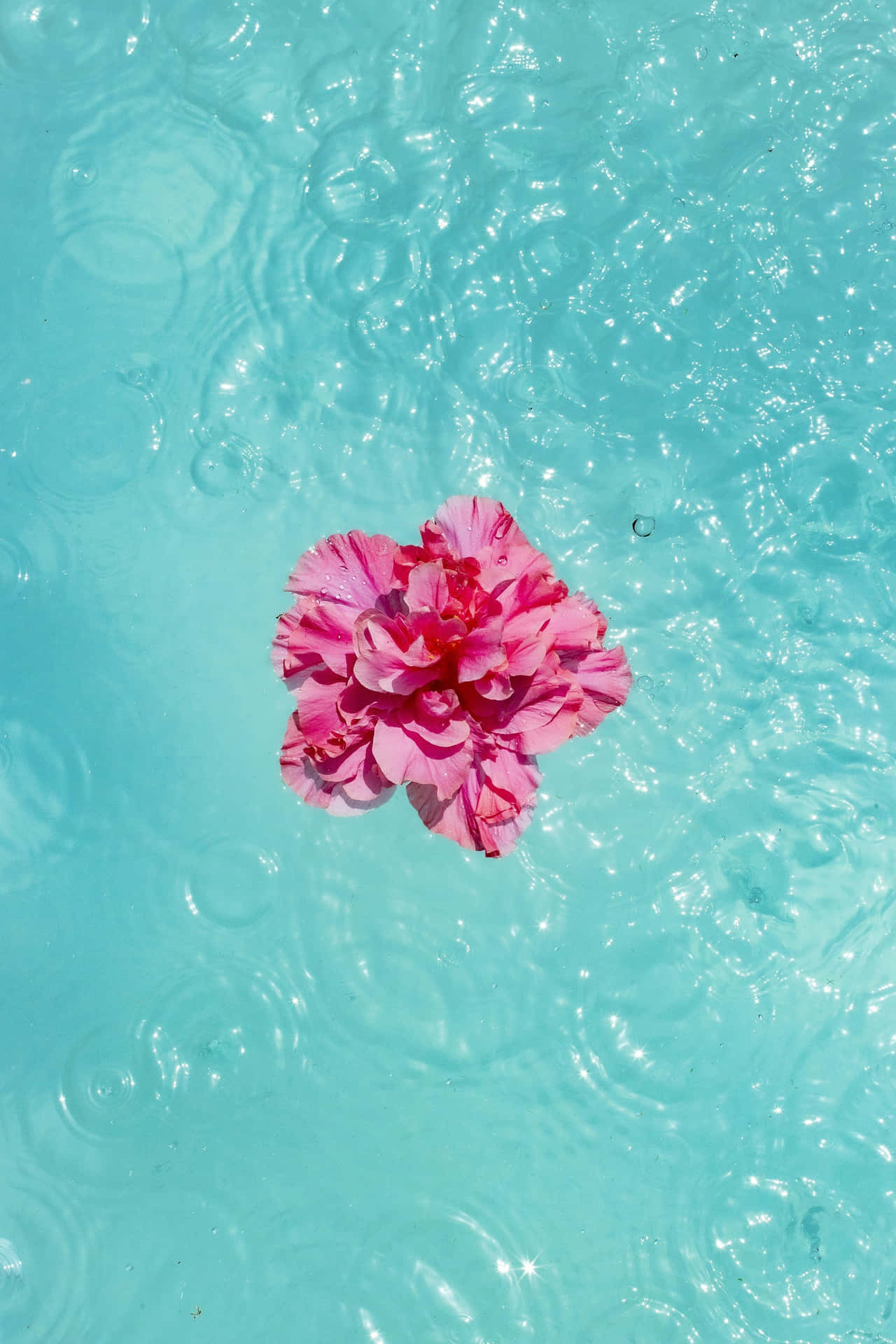 Floating Pink Hibiscuson Turquoise Water.jpg Wallpaper
