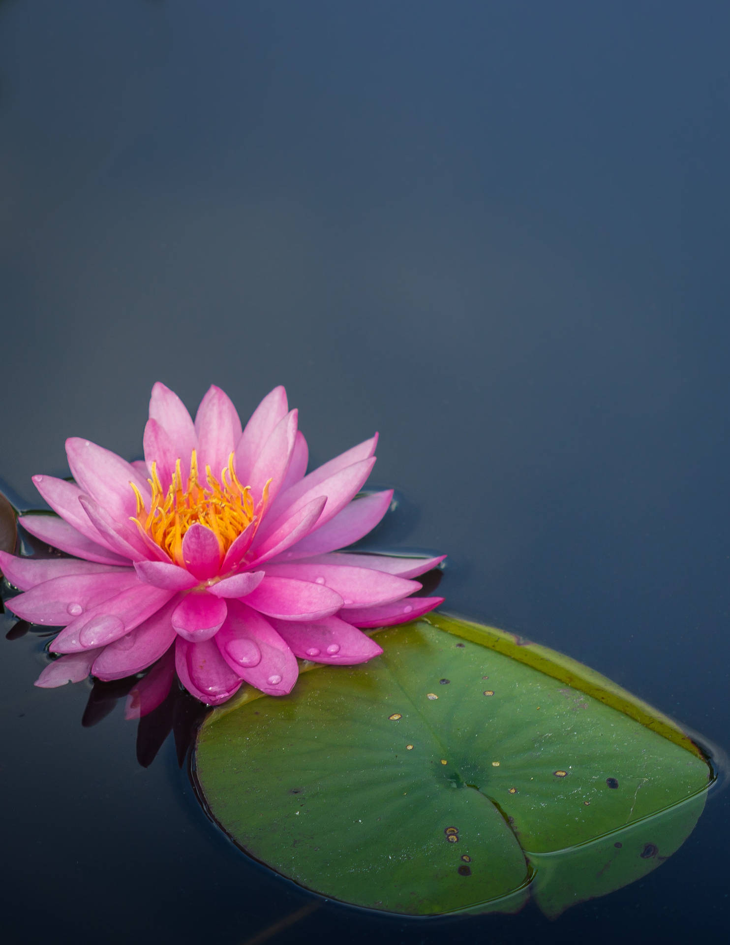 Floating Sacred Lotus Flower Wallpaper