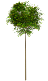 Floating Tree Illusion PNG