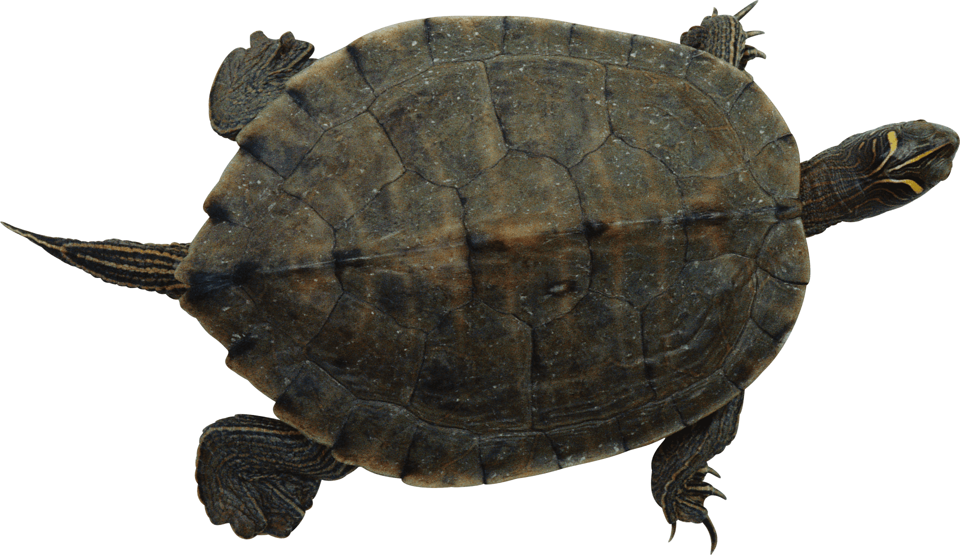 Floating Turtle Transparent Background PNG