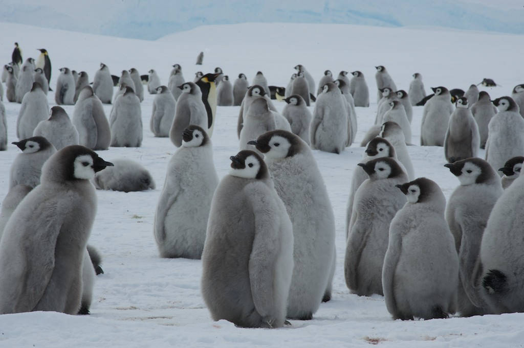 Bandode Pinguins Filhotes. Papel de Parede