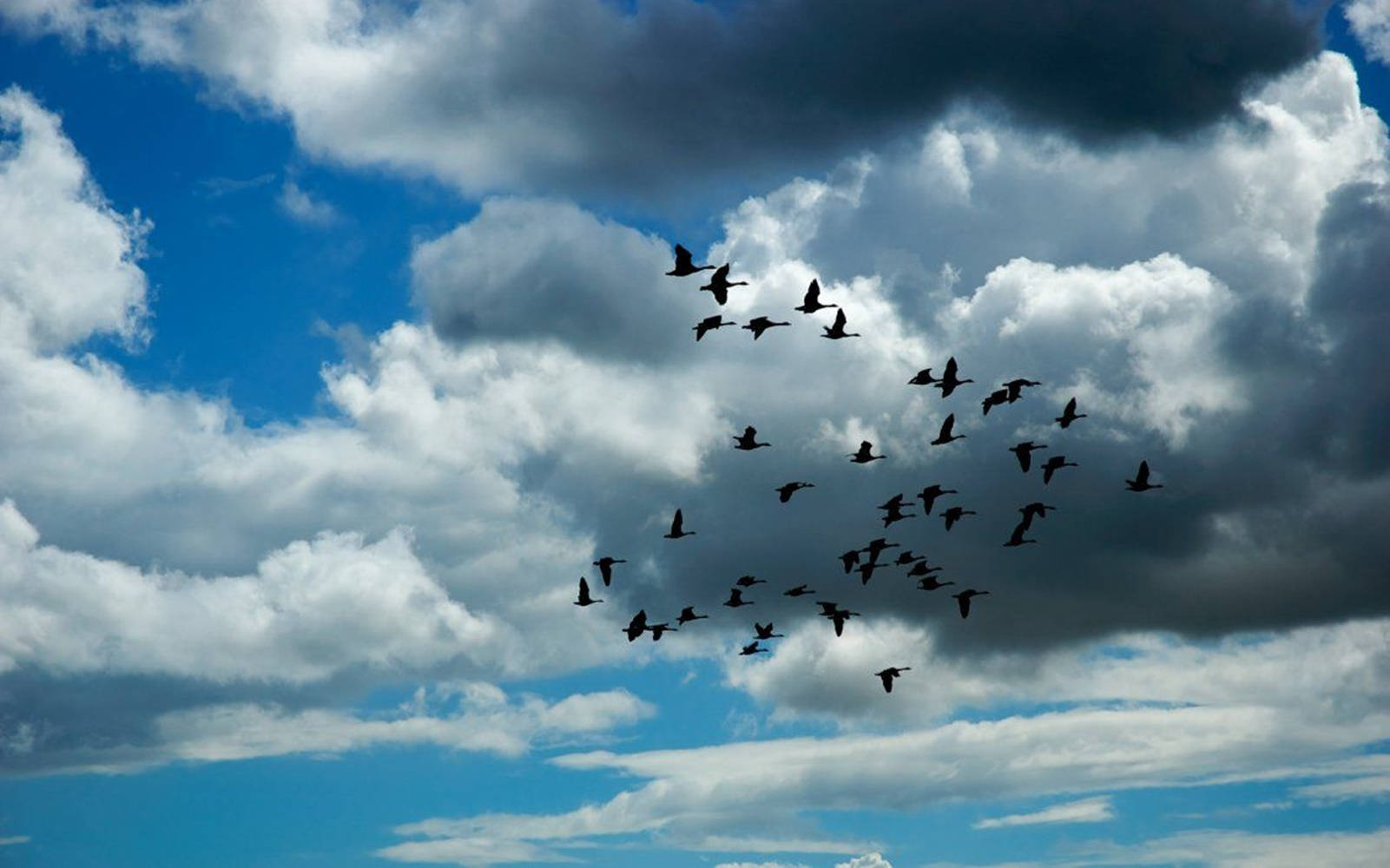 Flock Of Birds Flying Above The Sky Background