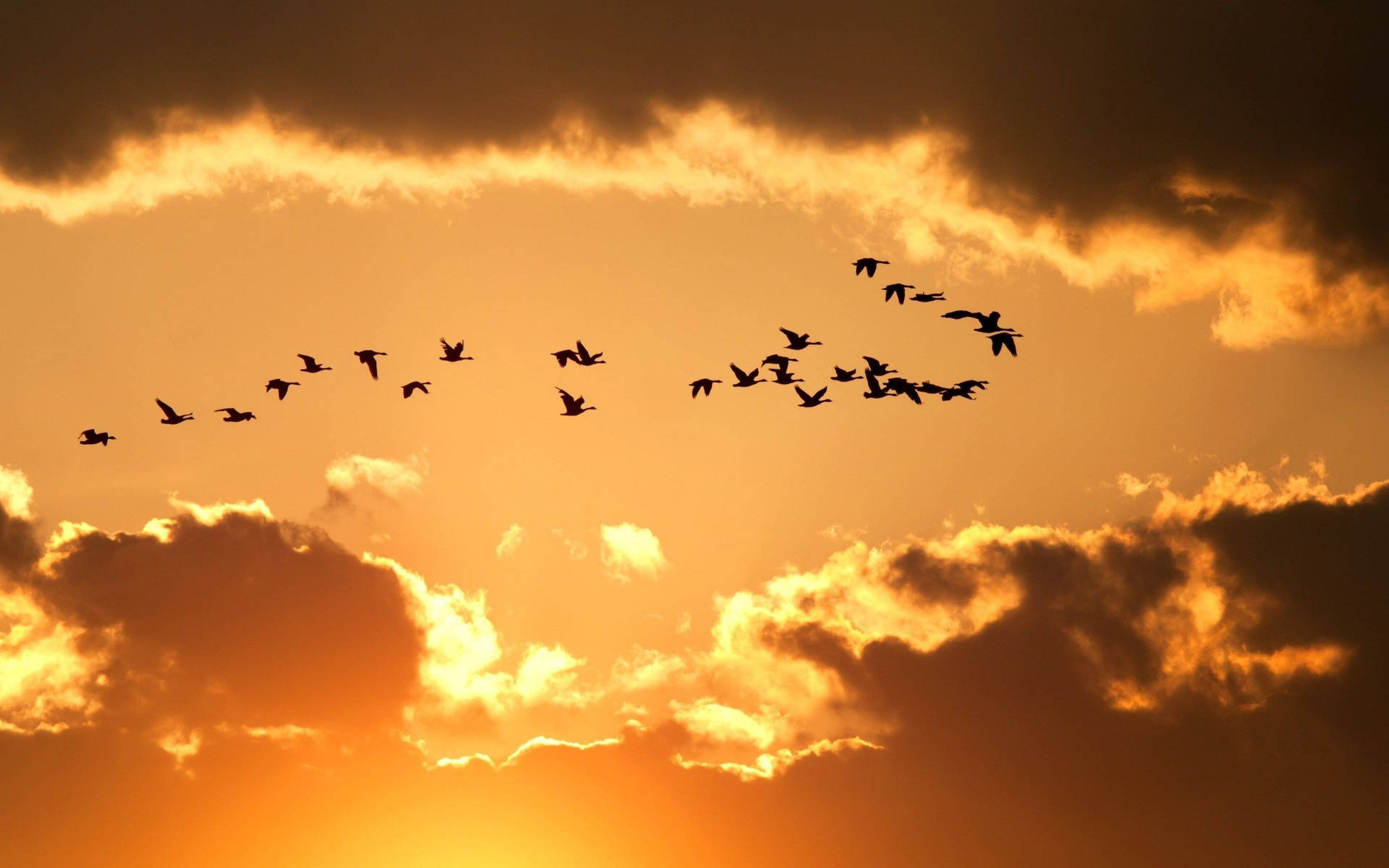 Flok af fugle flyver over den orangerøde himmel Wallpaper