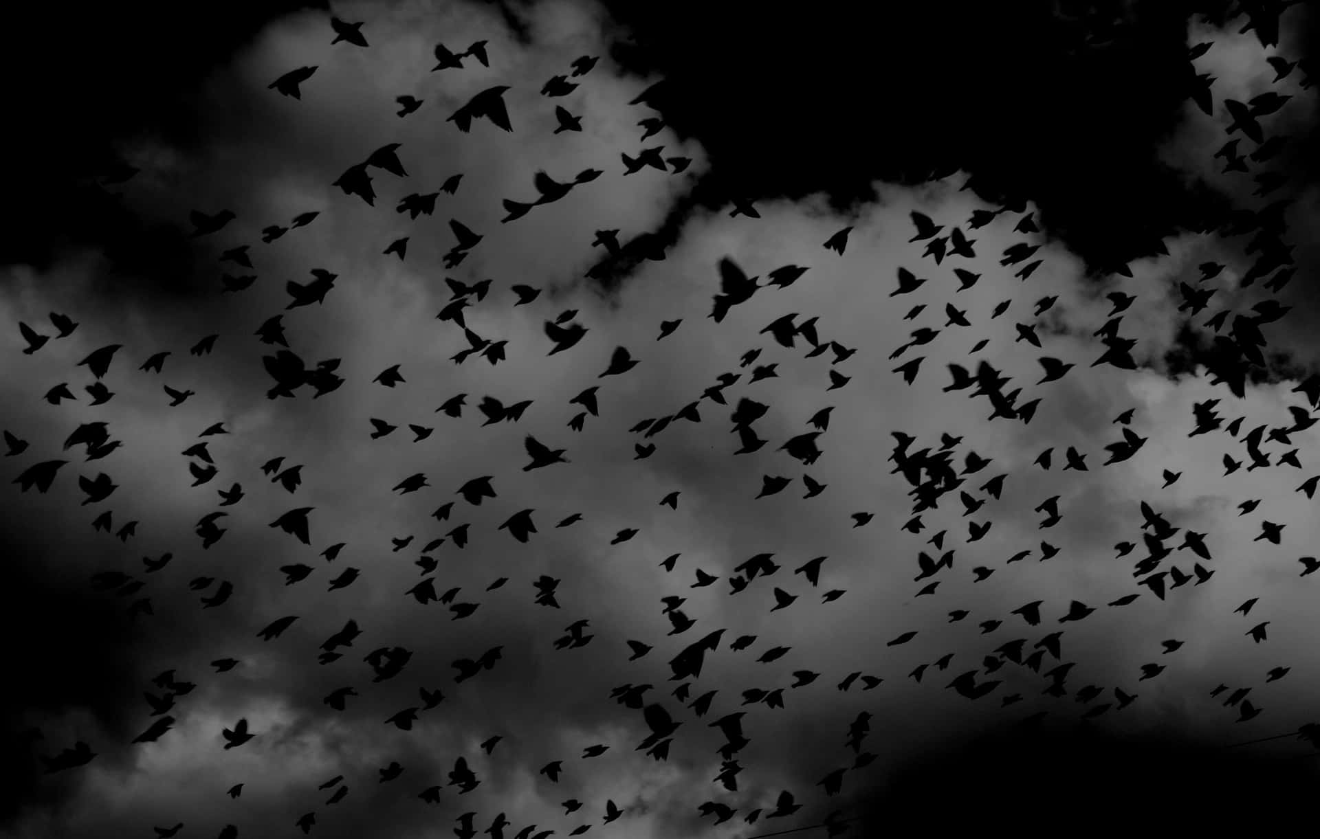 Flock_of_ Birds_in_ Monochrome_ Sky Wallpaper