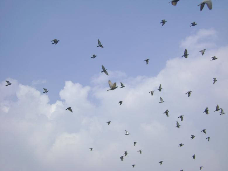 Schwarmvon Vögeln In Der Natur Und Am Himmel Wallpaper