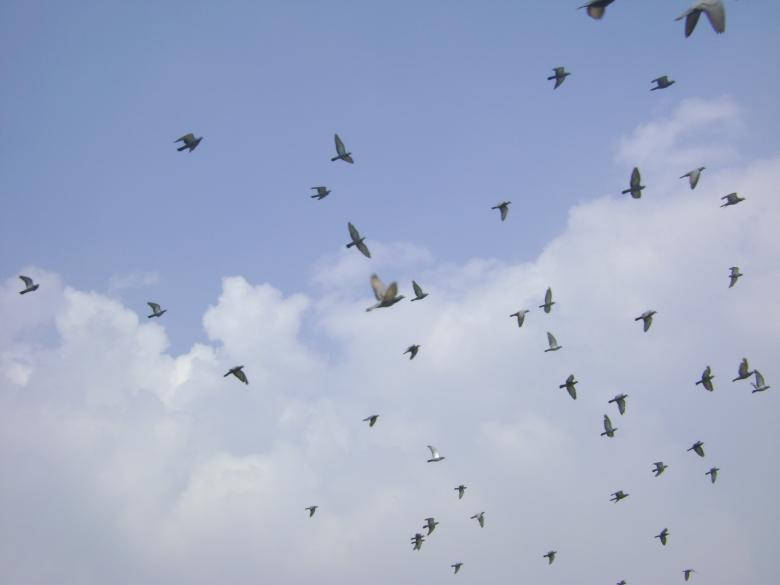 Bandode Pássaros Na Natureza E No Céu. Papel de Parede