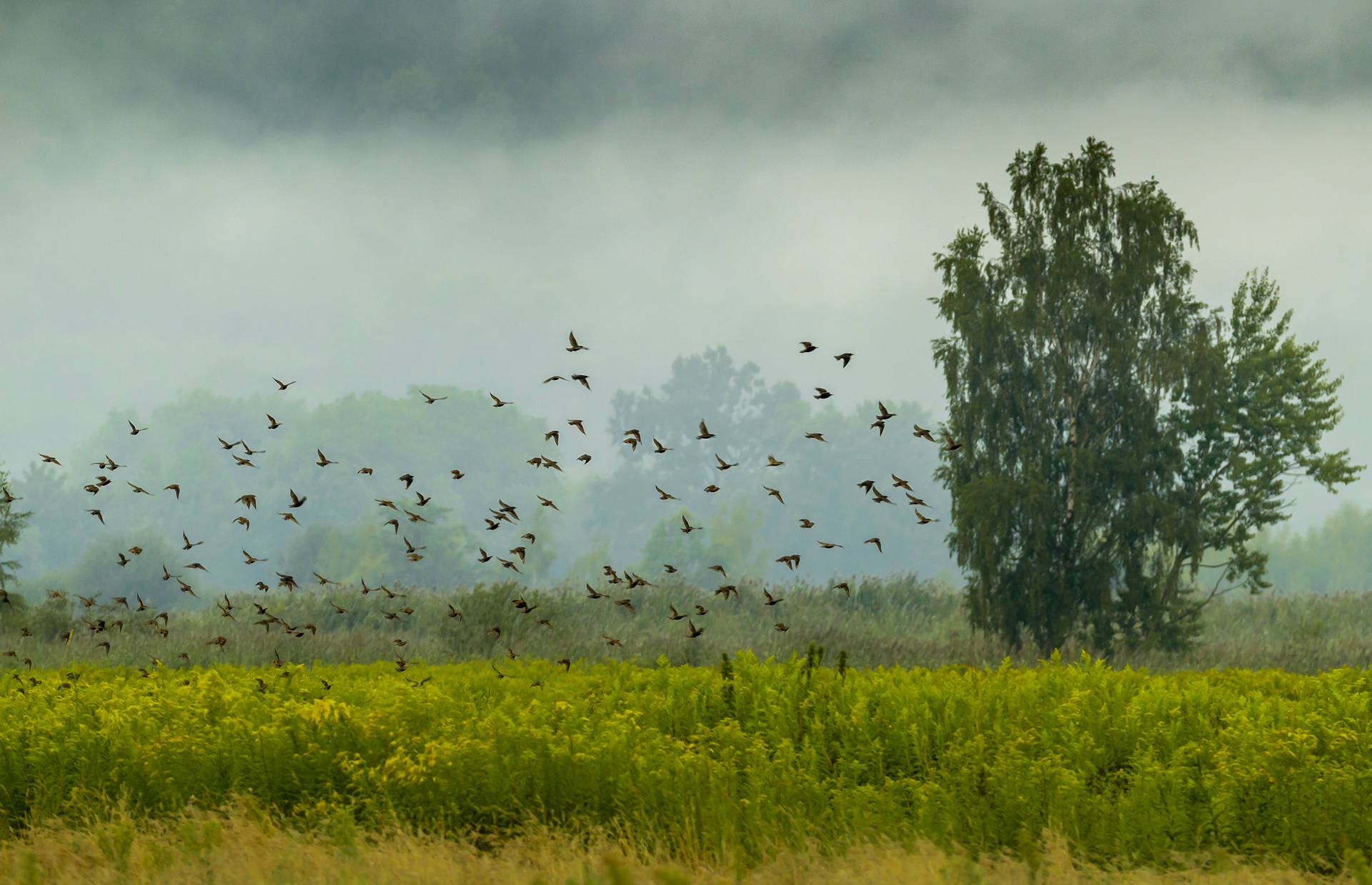 Vogelschwarmin Der Natur Wallpaper