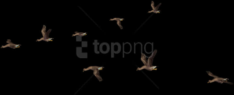 Flock_of_ Birds_in_ Night_ Sky PNG