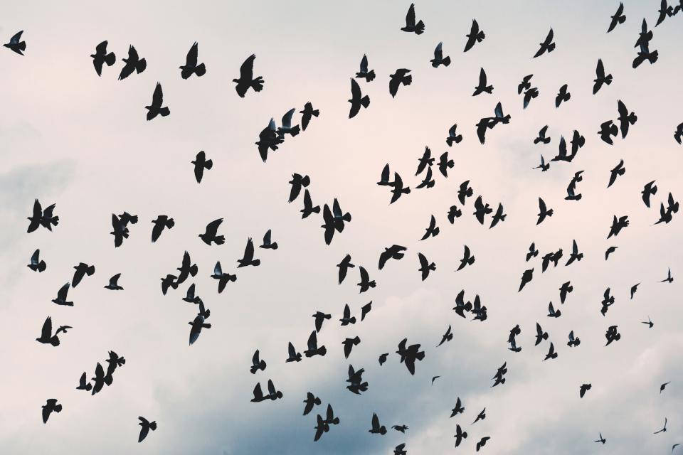 Schwarmschwarzer Vögel In Der Natur Wallpaper