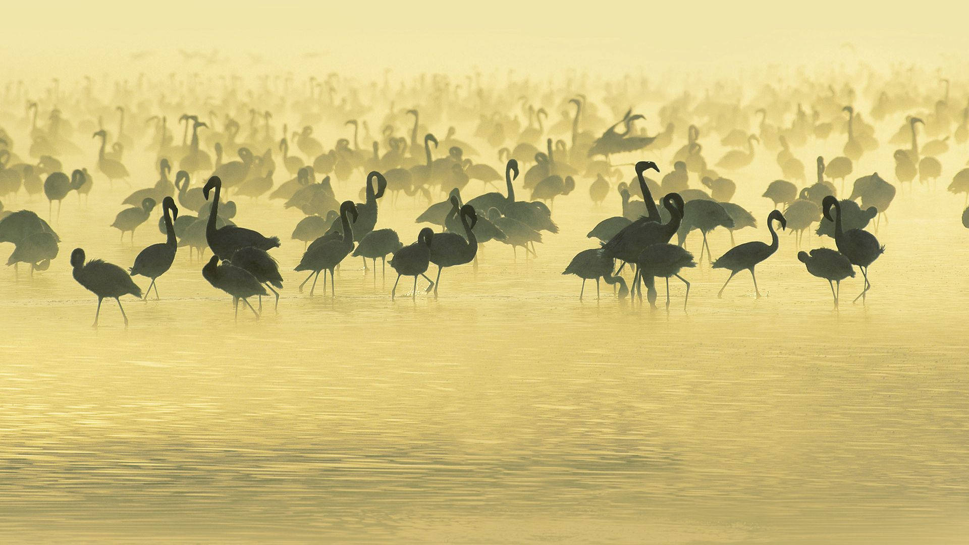 Flock Of Flamingo Silhouette In Lake Wallpaper
