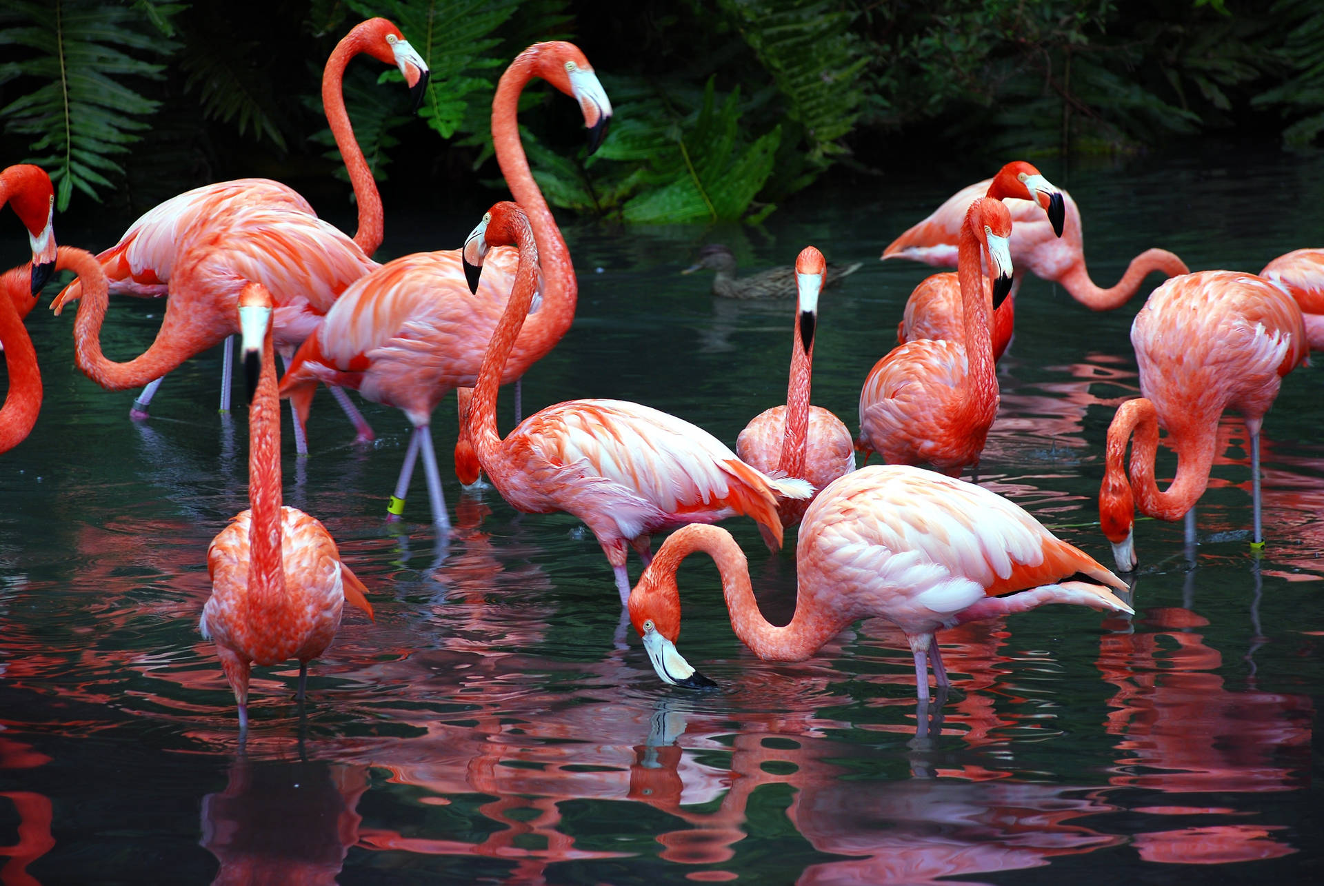 A flock of flamingoes bask in the sunlight of a tropical environment Wallpaper