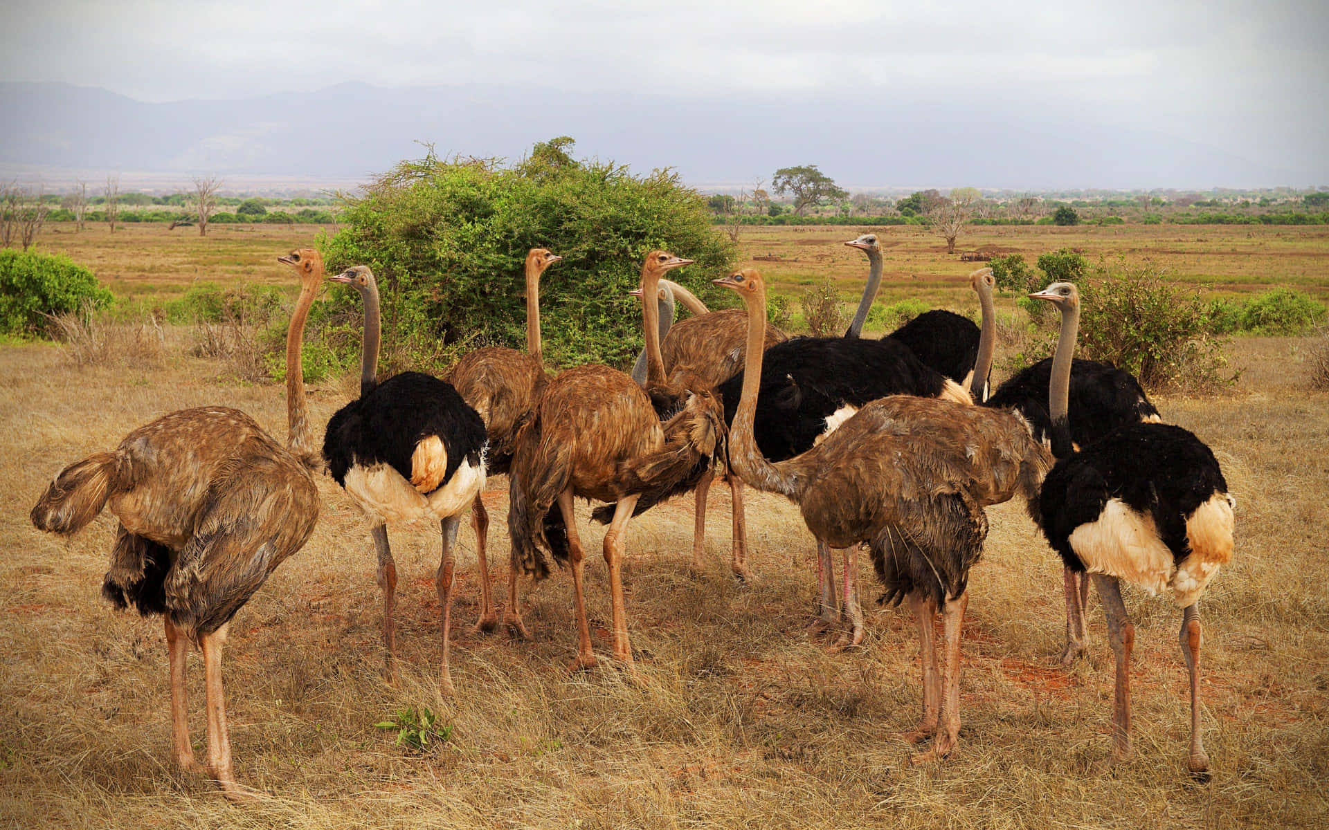 Flock_of_ Ostriches_in_ Savannah_ Landscape.jpg Wallpaper