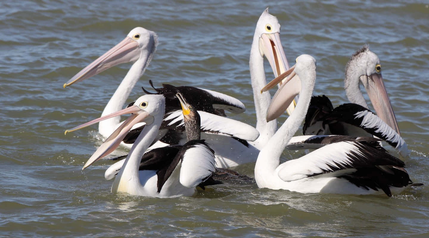 Flock_of_ Pelicans_on_ Water.jpg Wallpaper
