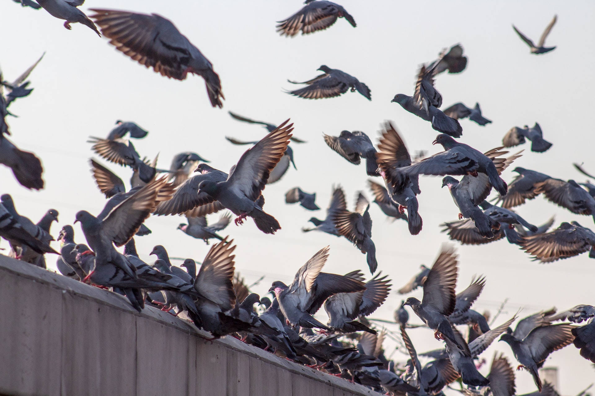 Flock Of Pigeon Birds Flying Wallpaper