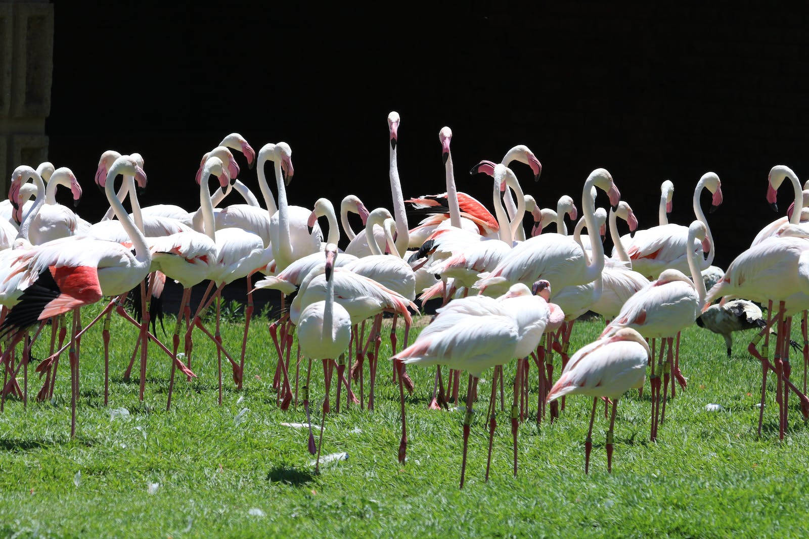 Flock Of Pink Flamingos Beautiful Birds