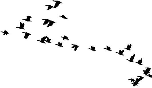 Flock_of_ Birds_ Silhouette_ Flying PNG