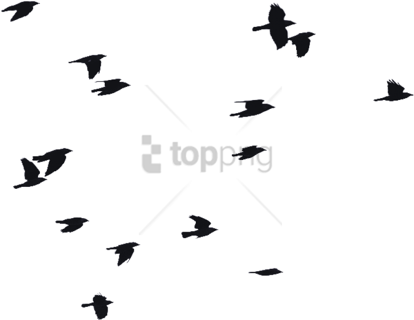 Flock_of_ Birds_ Silhouette_ Pattern.png PNG