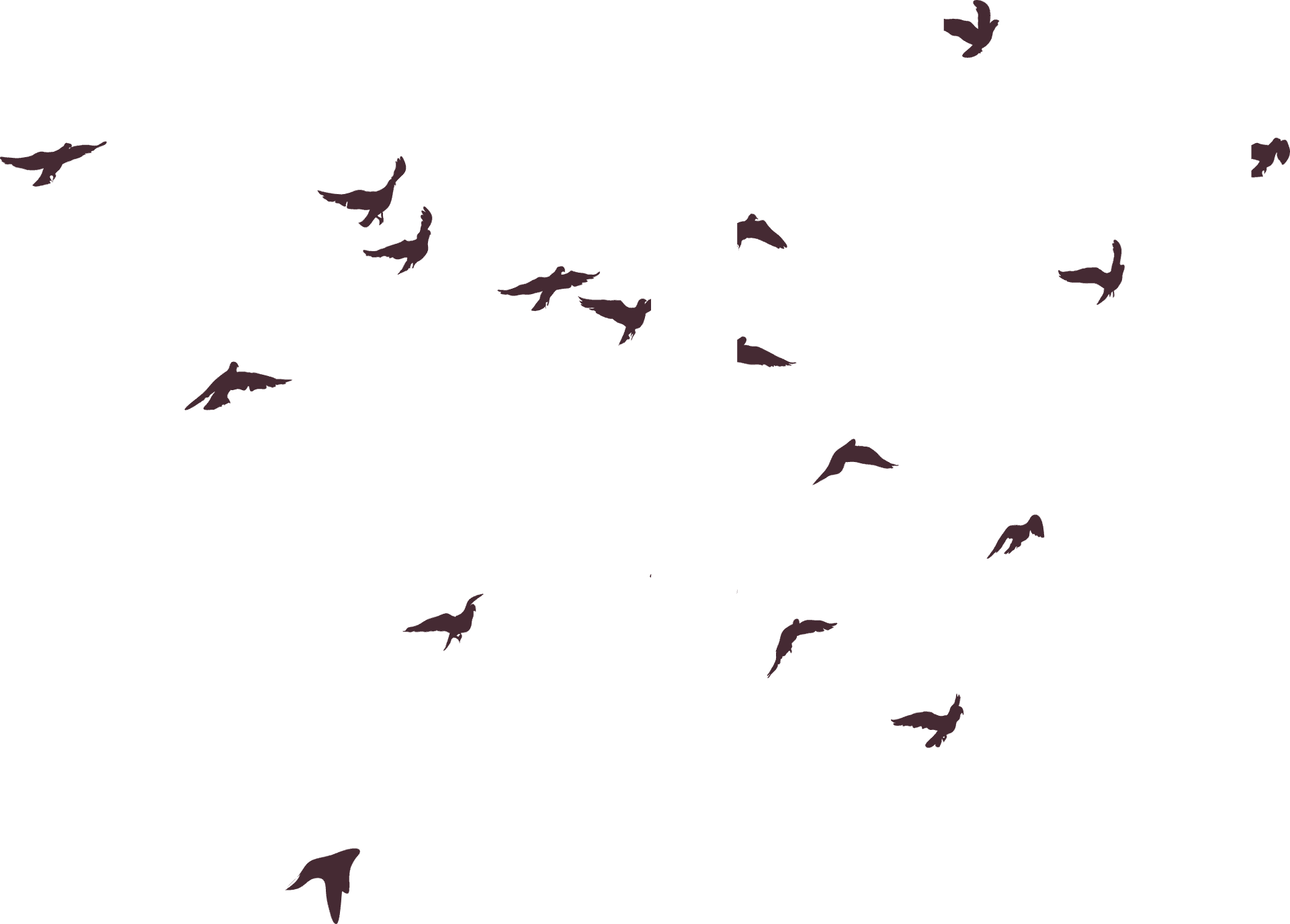 Flock_of_ Birds_ Silhouette_ Sky PNG