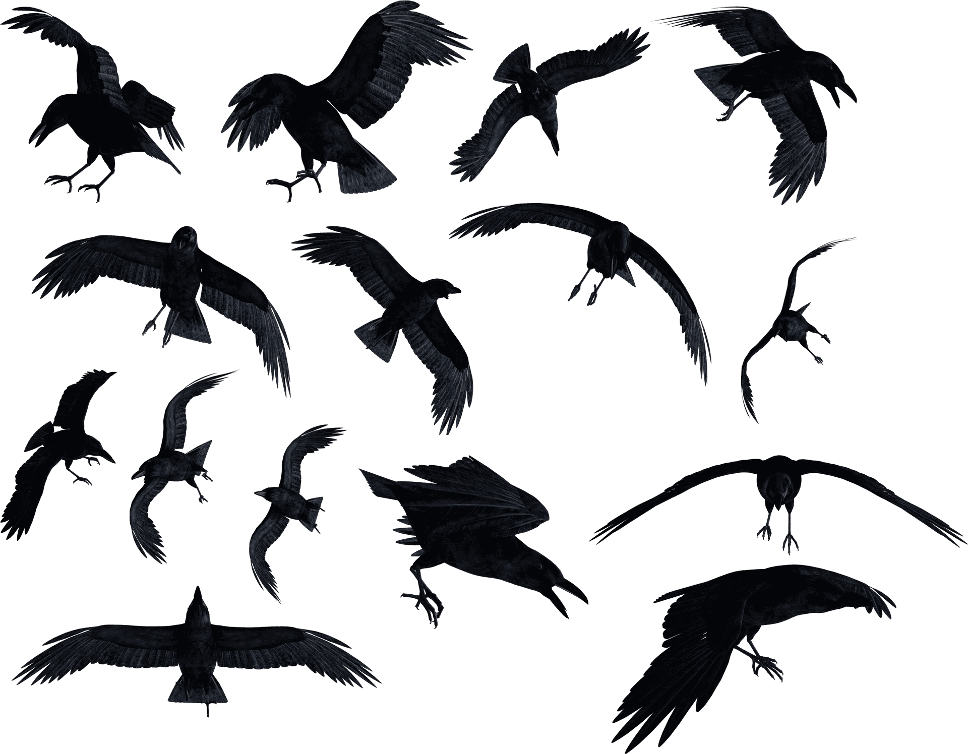 Flock_of_ Ravens_in_ Flight PNG