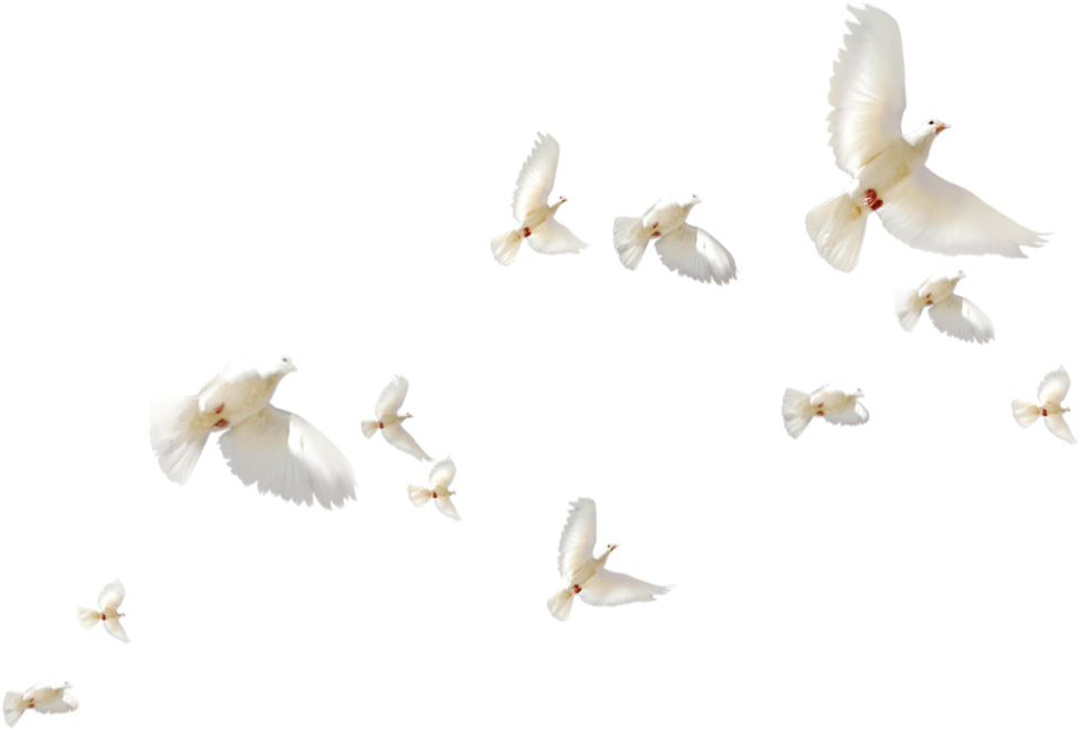 Flock_of_ White_ Doves_in_ Flight PNG