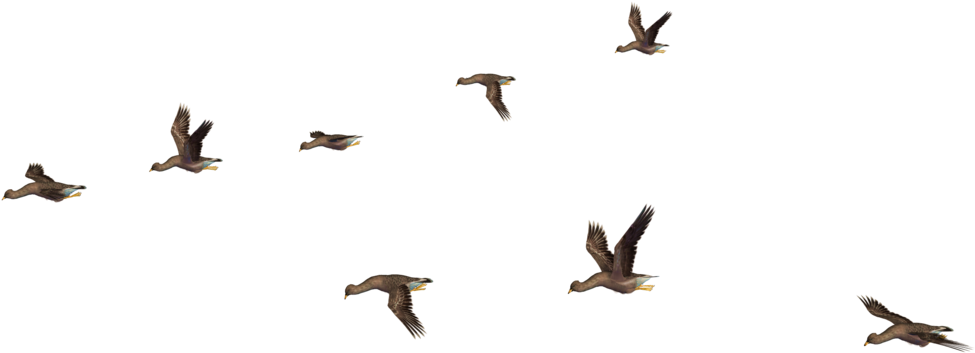 Flockof Black Birdsin Flight PNG