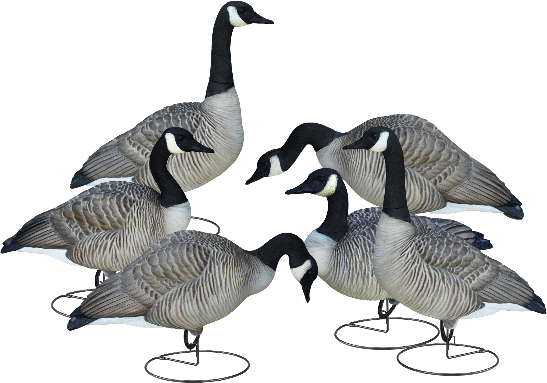 Flockof Geese Gathering PNG