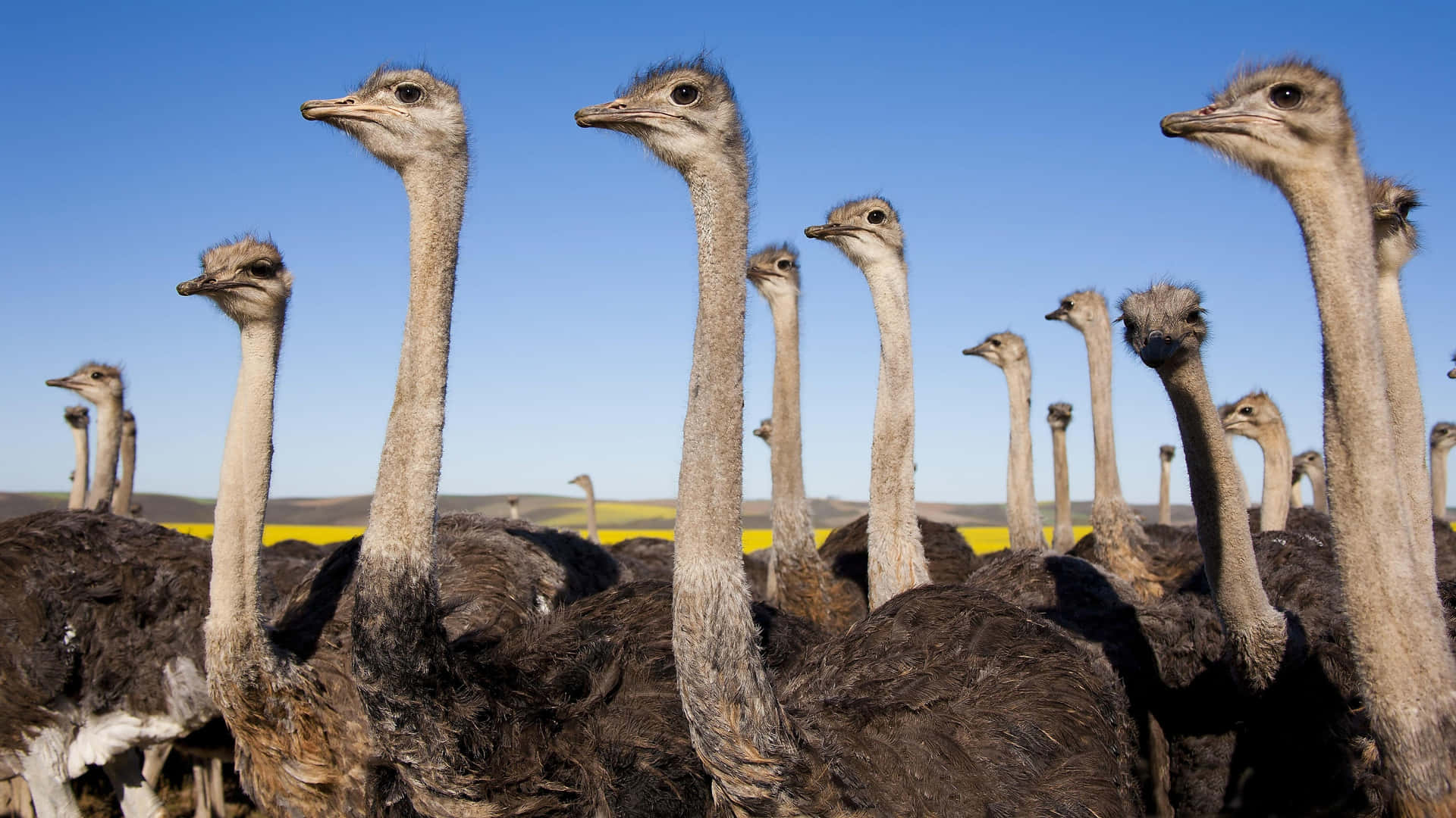 Flockof Ostriches Gazing Wallpaper