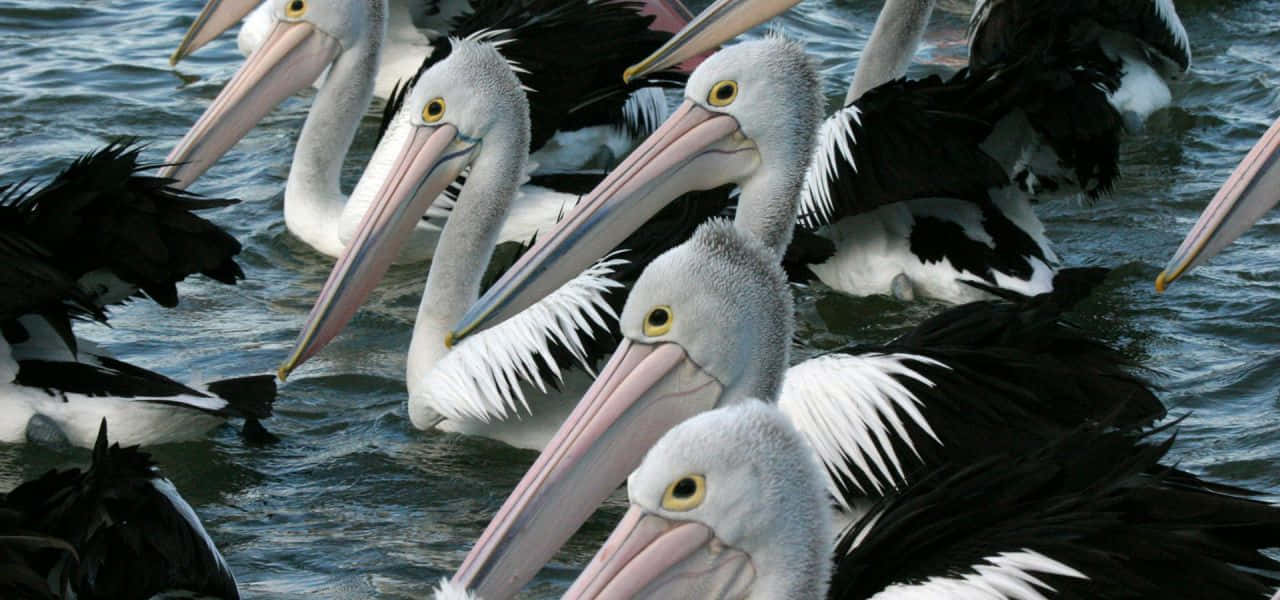 Flockof Pelicanson Water.jpg Wallpaper