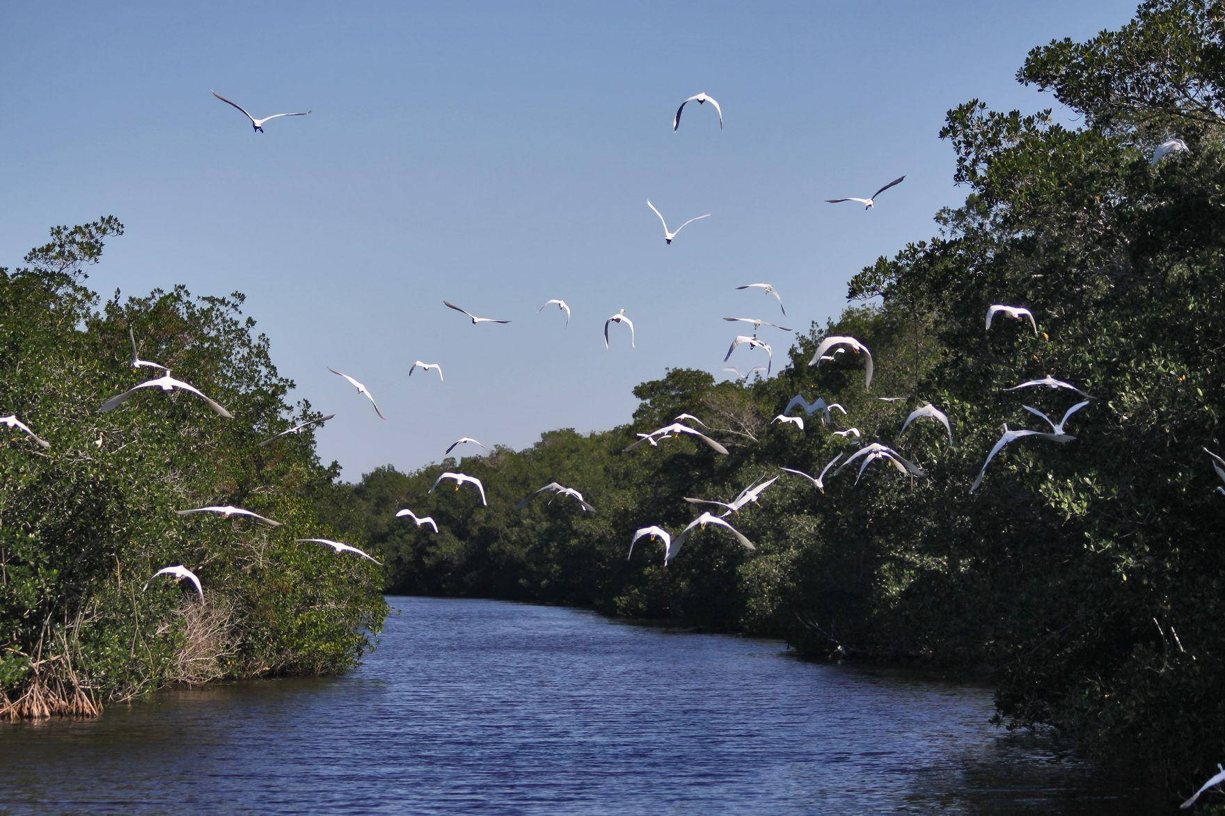 Flocks Of Birds Everglades National Park Picture