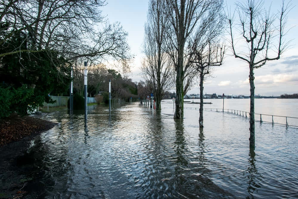 Flood Near Rhine River In Bonn Germany Picture