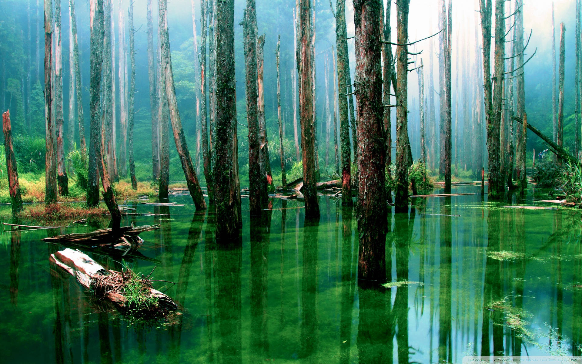 Oversvømmet Skov I Amazonas Wallpaper