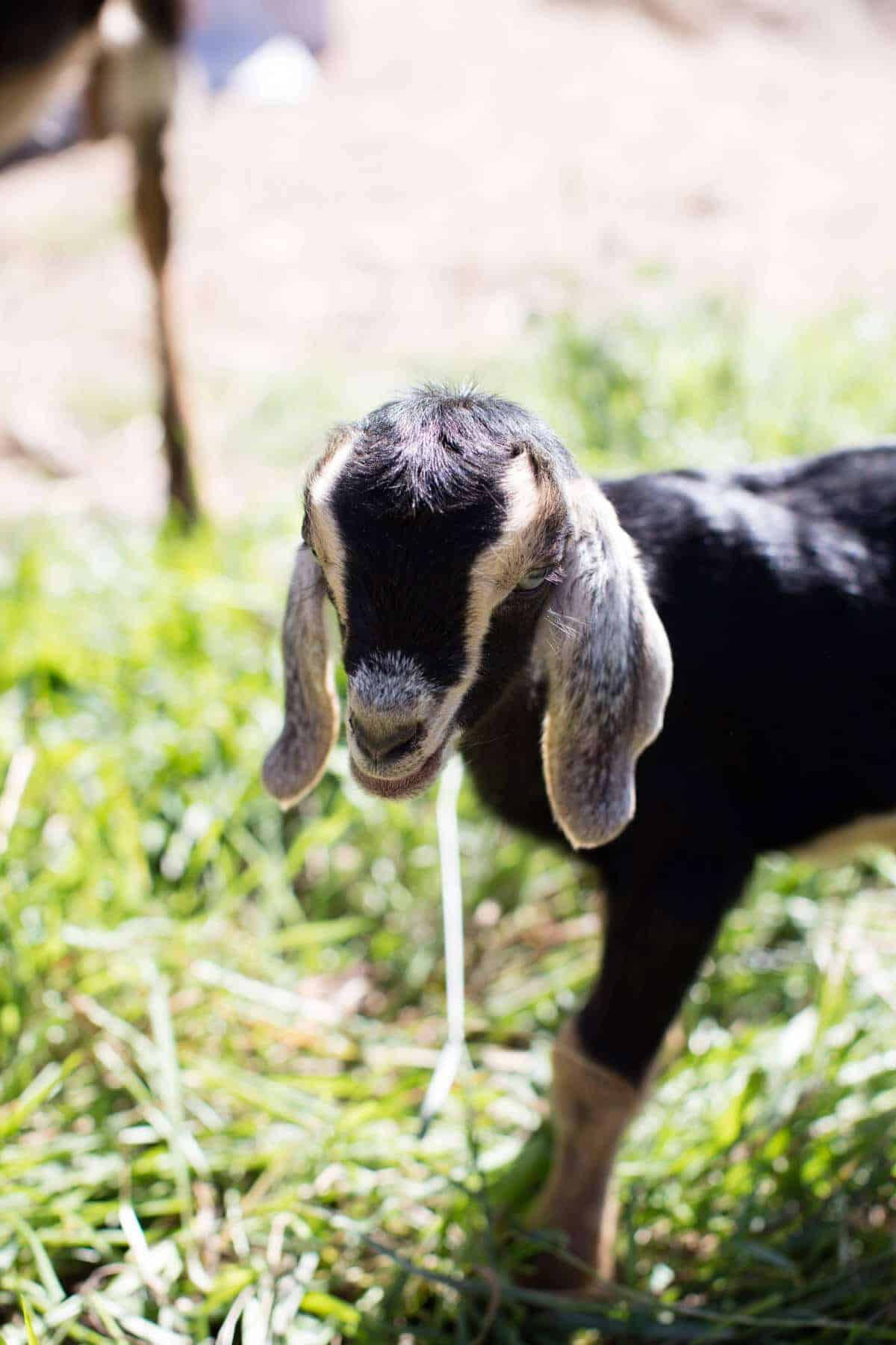 Floppy-eared Black Nubian Baby Goat Wallpaper
