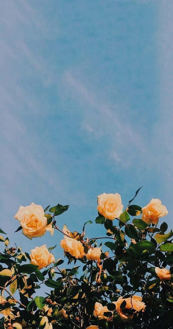 Yellow Roses Against A Blue Sky Wallpaper