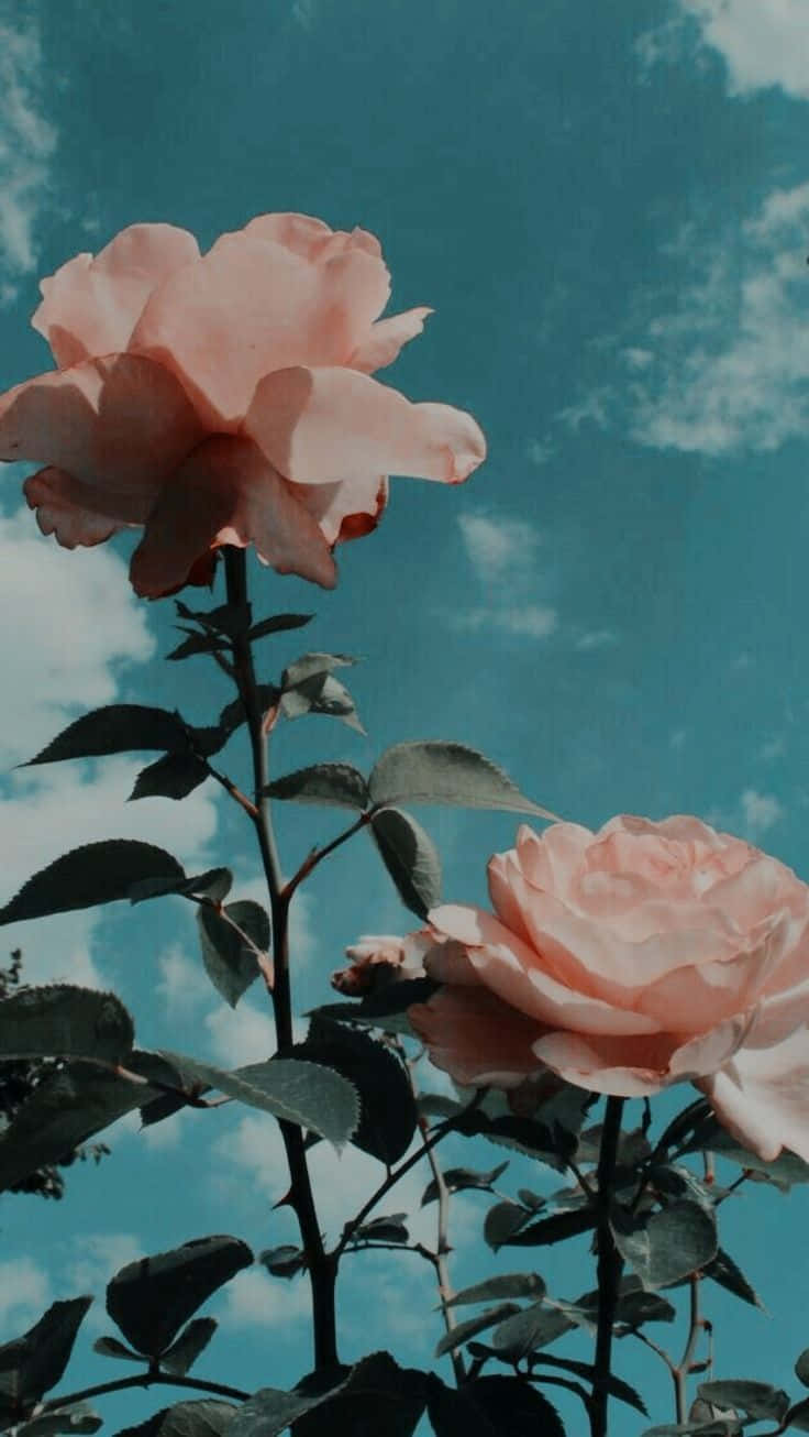 Download Pink Roses Against A Blue Sky Wallpaper | Wallpapers.com