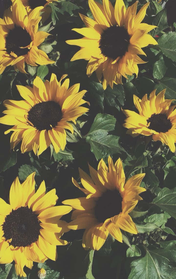 Sonnenblumenflorales Ästhetisches Iphone Wallpaper