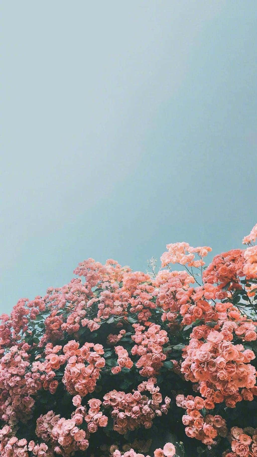 Enjoy a beautiful combination of colors and shapes with this delicate floral aesthetic iPhone wallpaper. Wallpaper