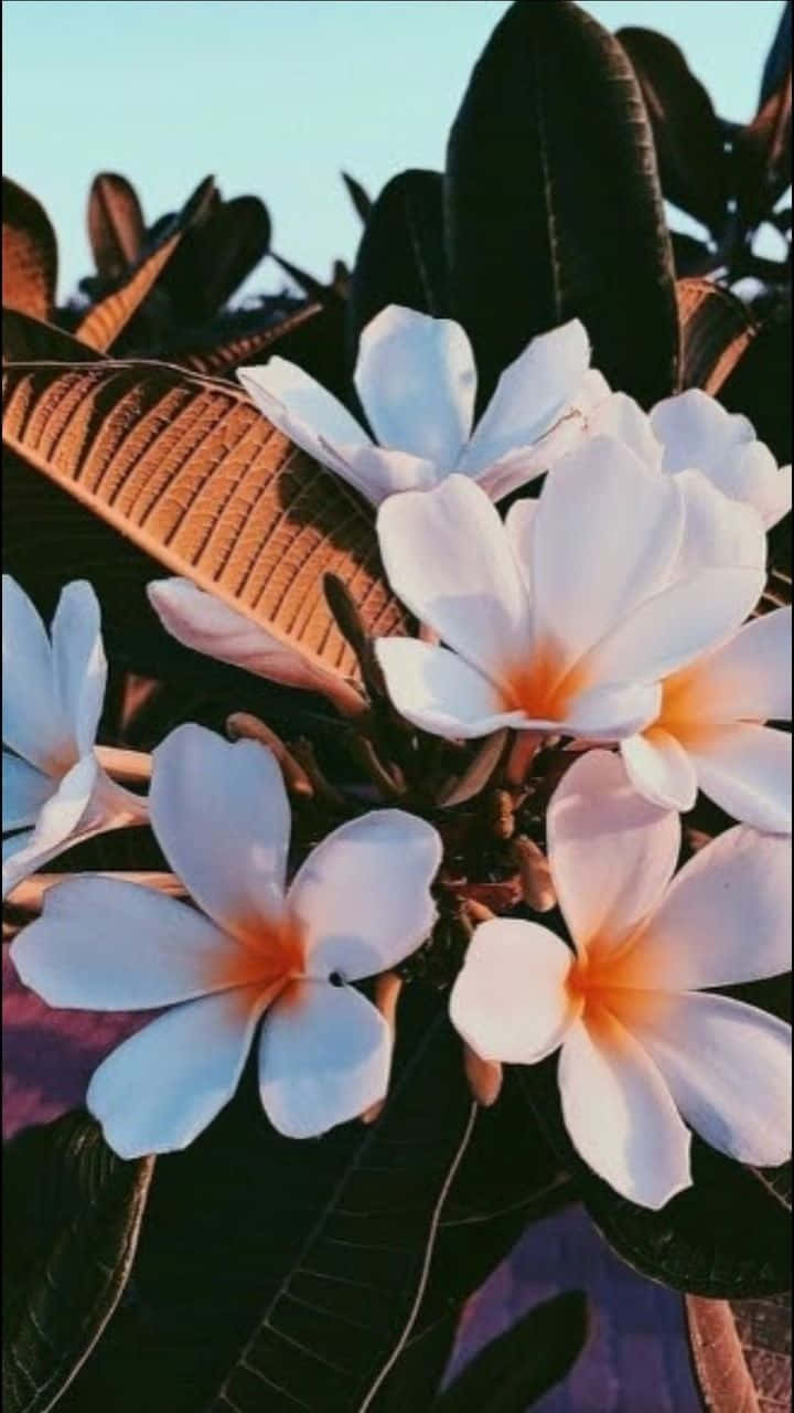 White Plumeria Floral Aesthetic iPhone Wallpaper