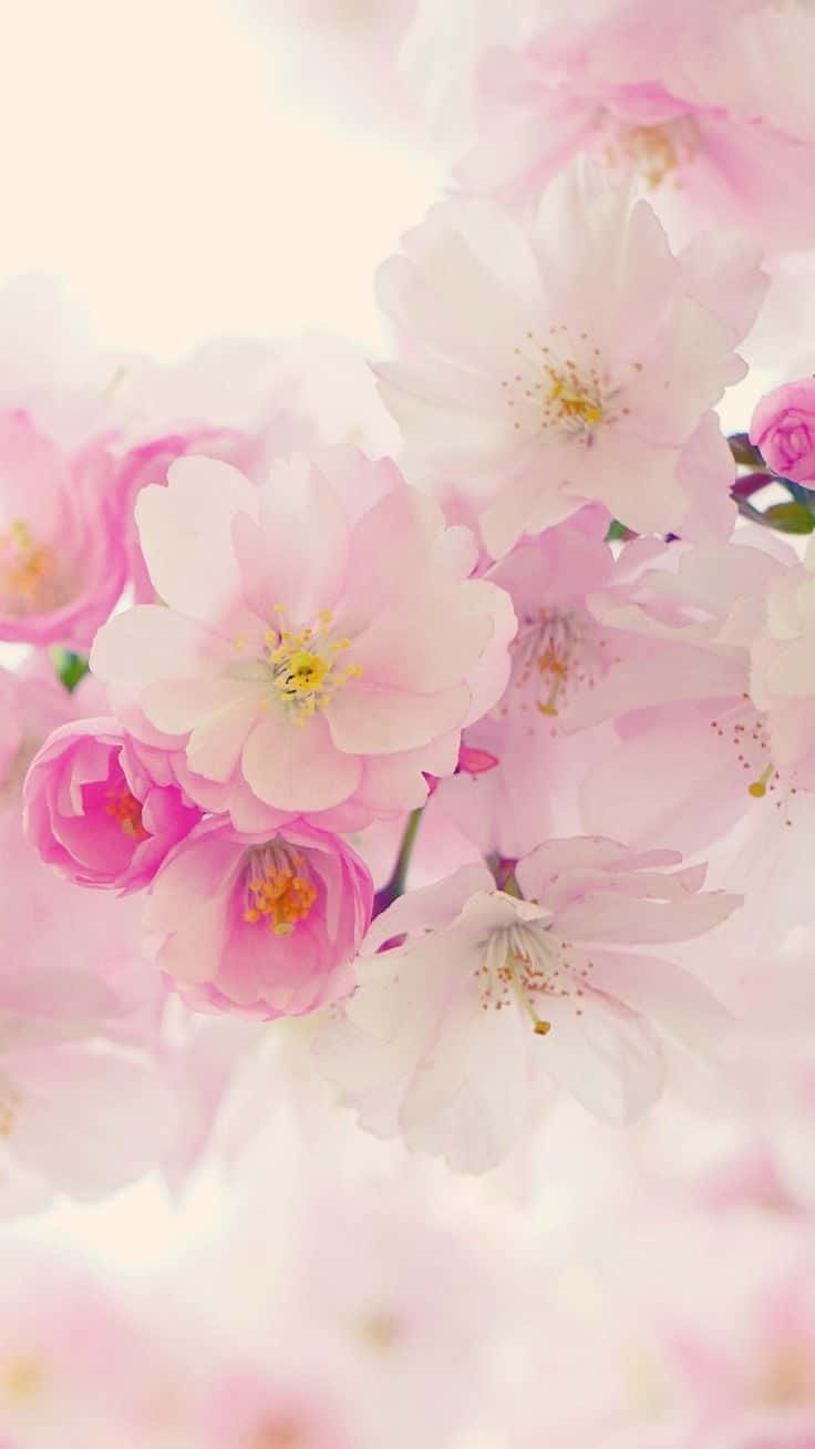 Fundo De Tela De Iphone Estético Floral De Cerejeiras Em Flor: Papel de Parede