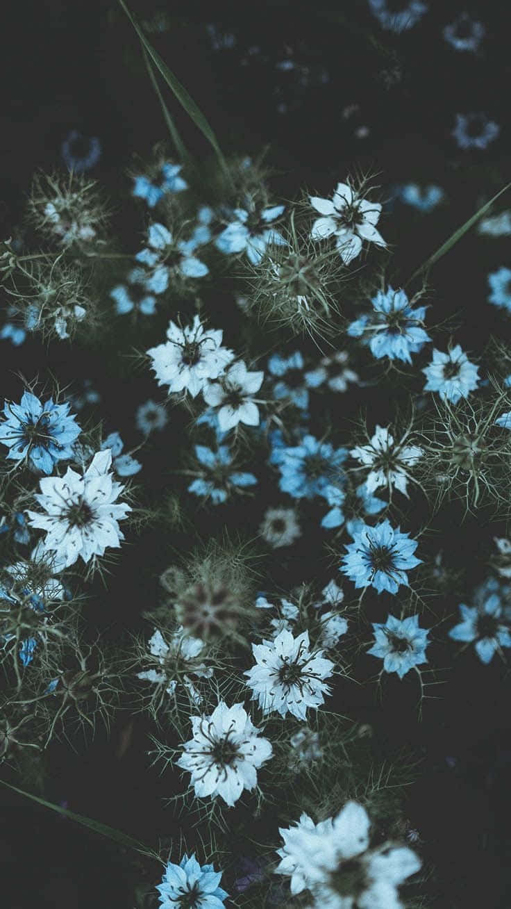 Blå blomster i mørket Wallpaper
