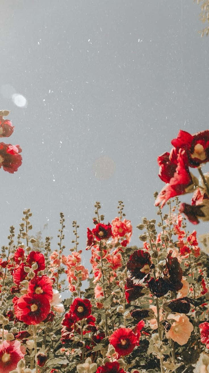 Røde blomster i marken med en blå himmel Wallpaper