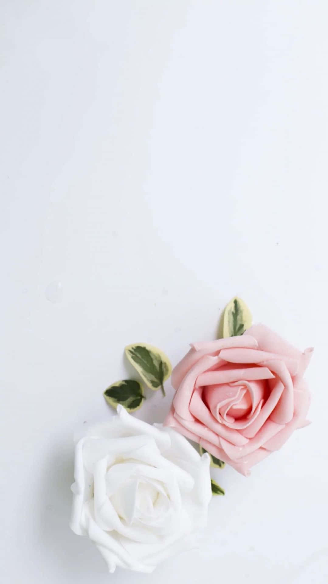 To pink og hvide roser på en hvid overflade Wallpaper