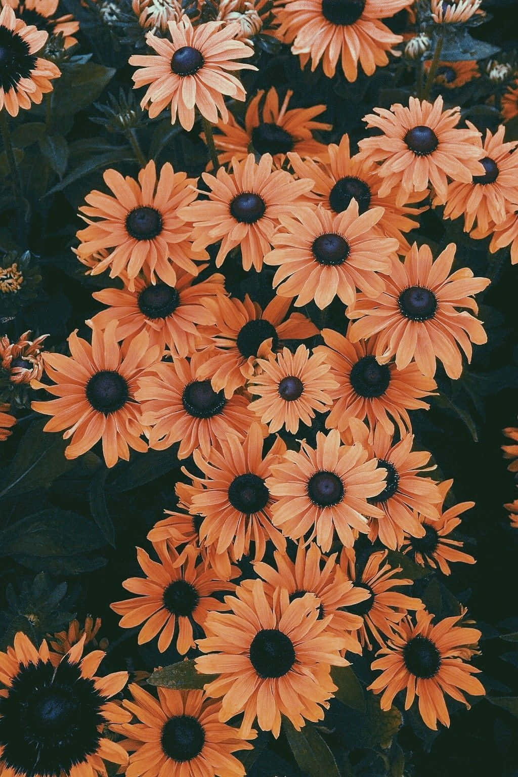 Einevielzahl Von Orangefarbenen Blumen Wallpaper