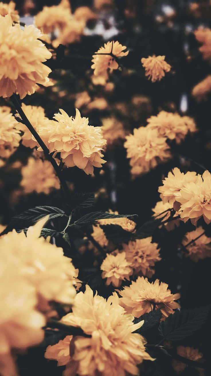 Add a fresh floral aesthetic to your iPhone Wallpaper