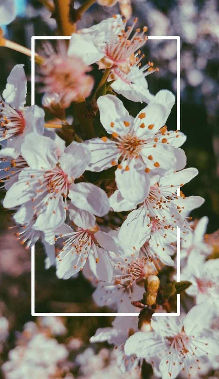 Sumérgeteen Una Estética Floral Con Este Iphone. Fondo de pantalla