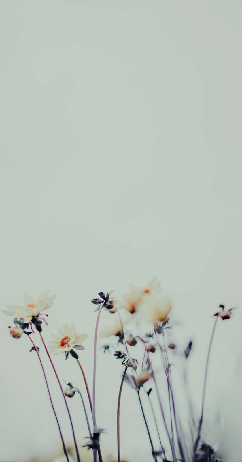 Embrace nature's beauty with this floral aesthetic phone wallpaper. Wallpaper