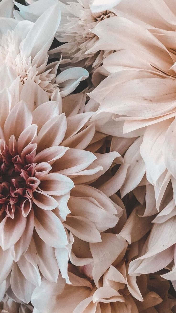 Lys op din dag med Floral Aestetik på din iPhone Wallpaper