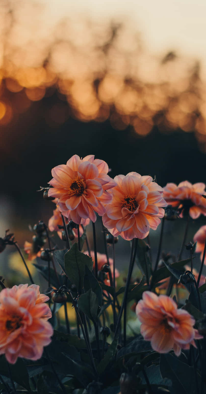 Flowers At Sunset In Front Of A Sunset Wallpaper
