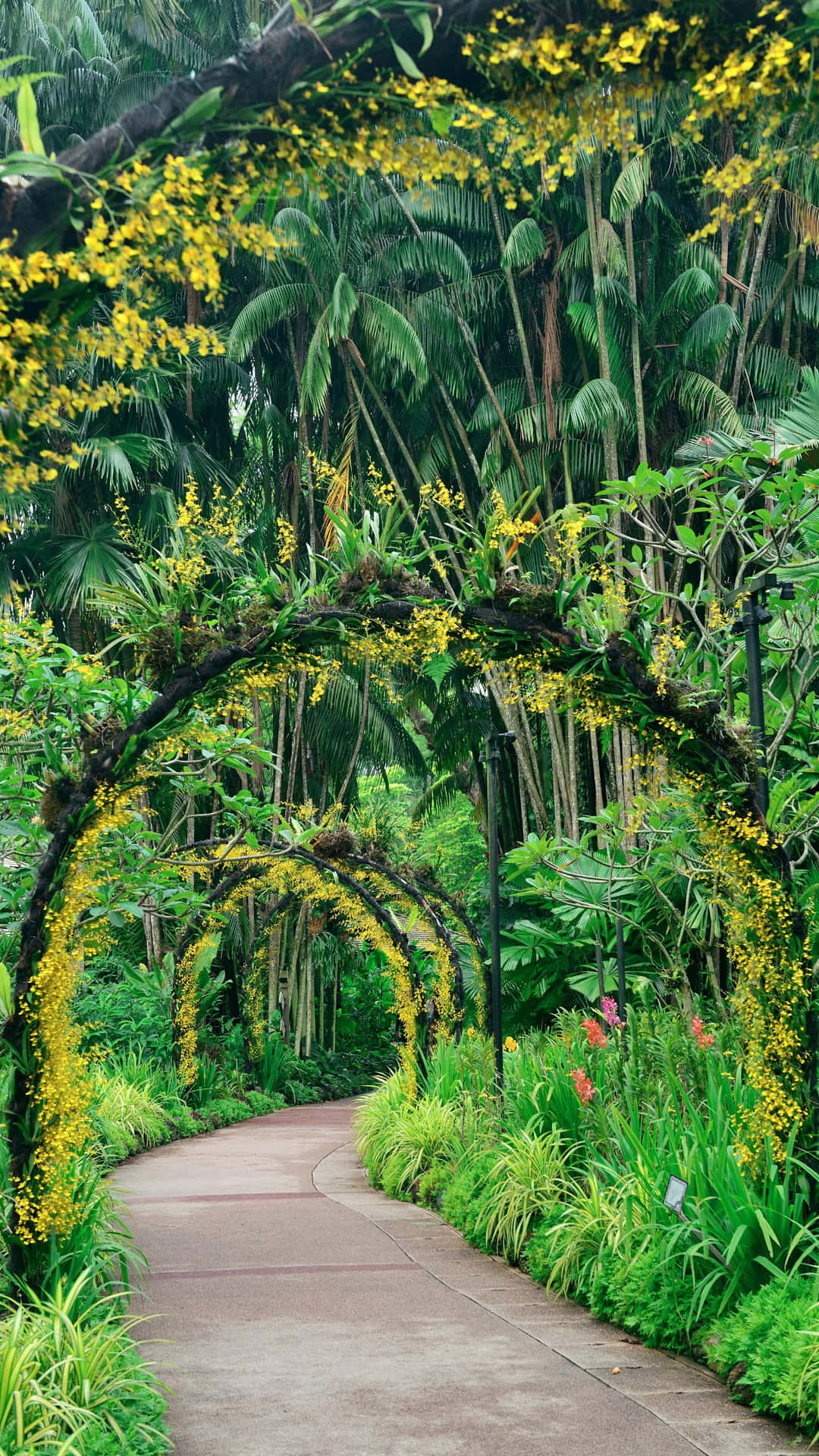 Floral_ Archway_ Singapore_ Botanic_ Gardens Wallpaper